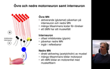 Förhandsvisning (thumbnail) från videon 15. Samverkan övre-nedre motorneuron och konsekvens av skador